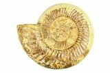 Polished Jurassic Ammonite (Kranosphinctes) - Madagascar #293939-1